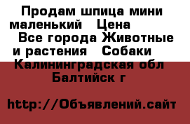 Продам шпица мини маленький › Цена ­ 15 000 - Все города Животные и растения » Собаки   . Калининградская обл.,Балтийск г.